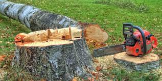 Trusted State Line, PA Tree Care Services Experts