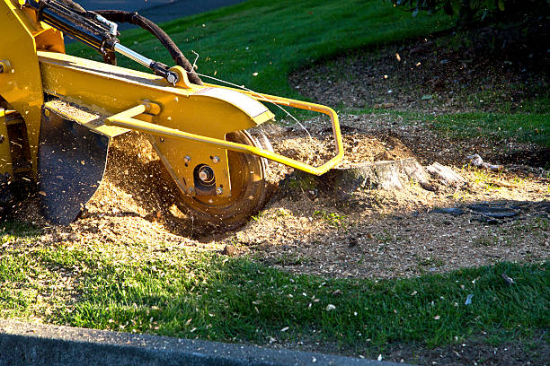 Best Sod Installation  in State Line, PA